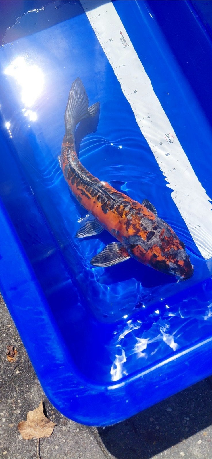 Doitsu +- 40cm, Dieren en Toebehoren, Karper of Koi