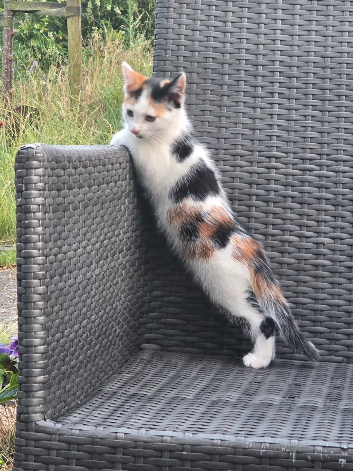 Kitten lapje, Poes
