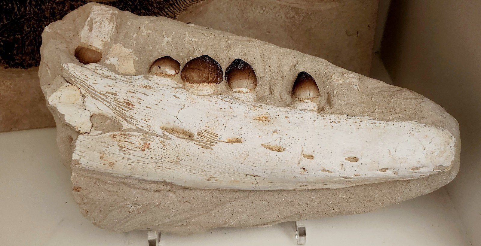 Zeldzame Globidens kaak, 30 cm, Verzamelen, Ophalen of Verzenden, Fossiel