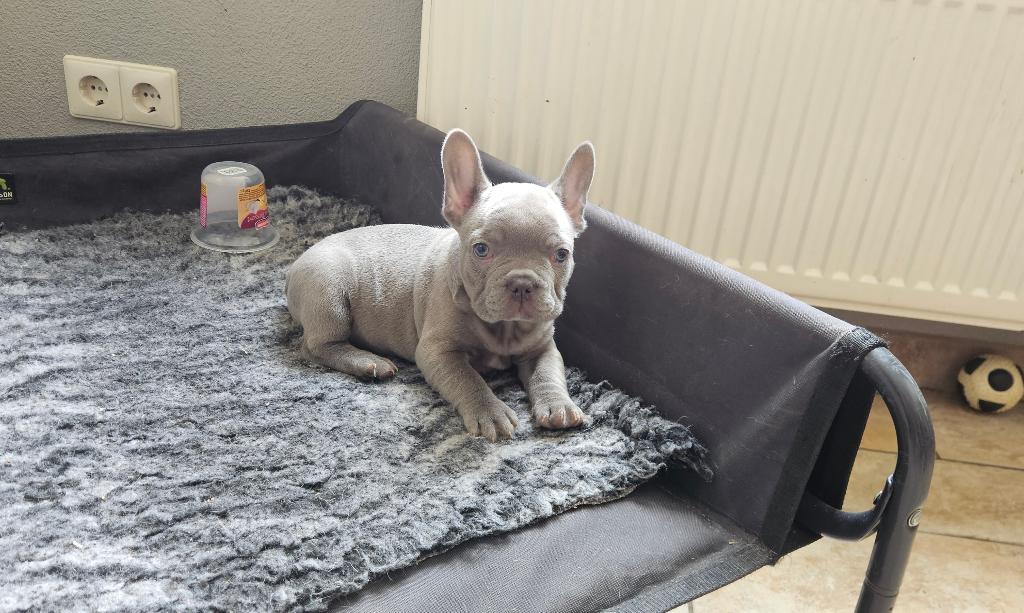Franse Bulldog Lilac Reutje met stamboom, Parvo, Nederland, 8 tot 15 weken, Bulldog
