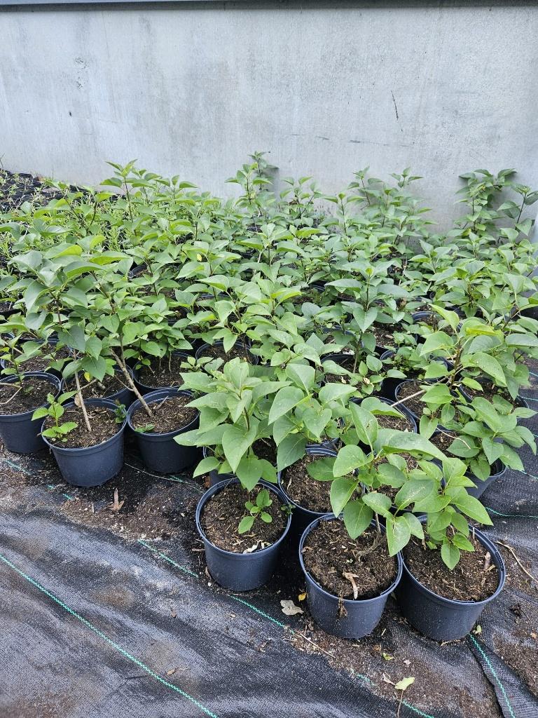 partij sering, Tuin en Terras, Volle zon, Vaste plant, Zomer, Ophalen