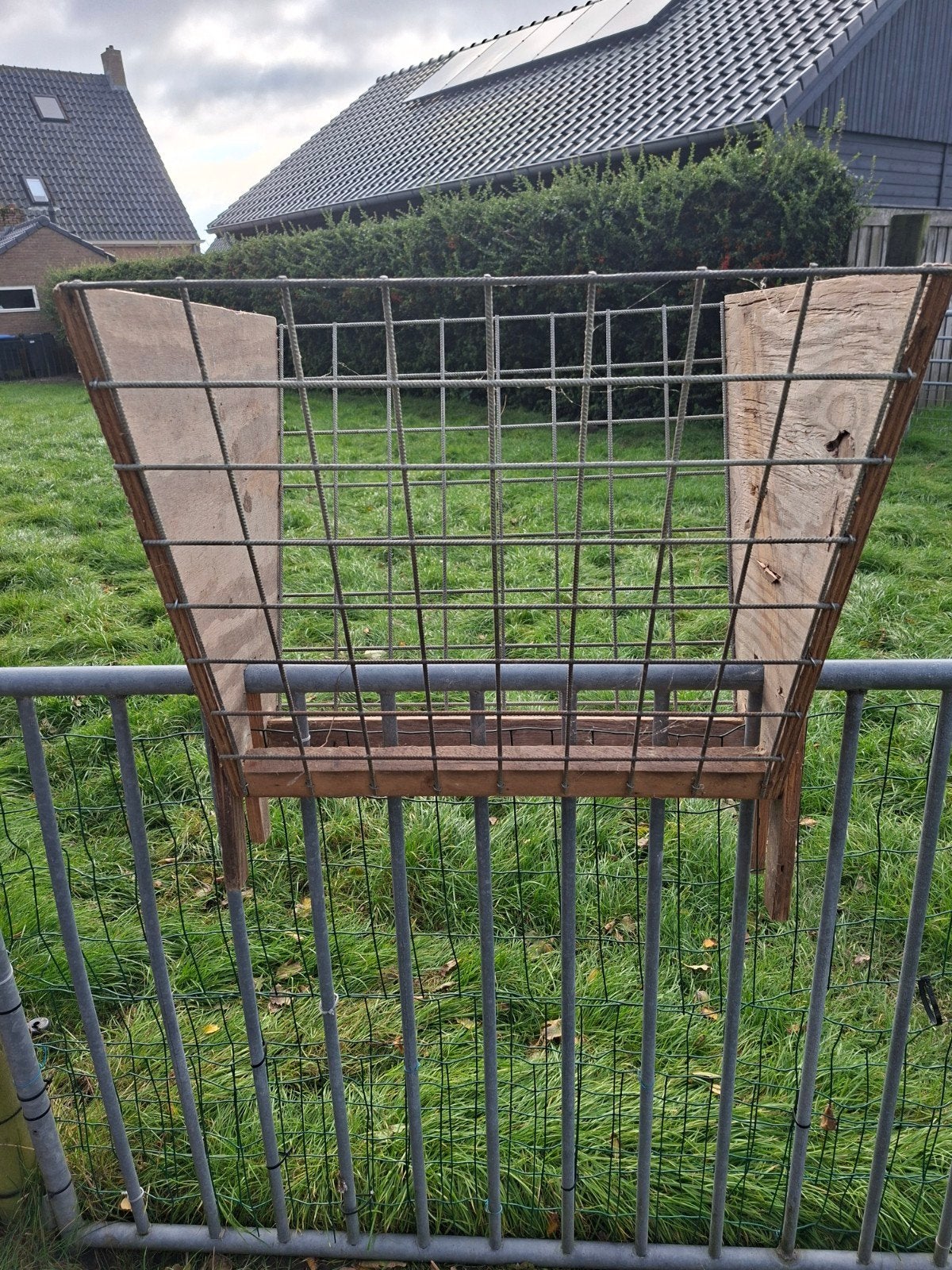 te koop  opzetruiven, Mannelijk, Geit