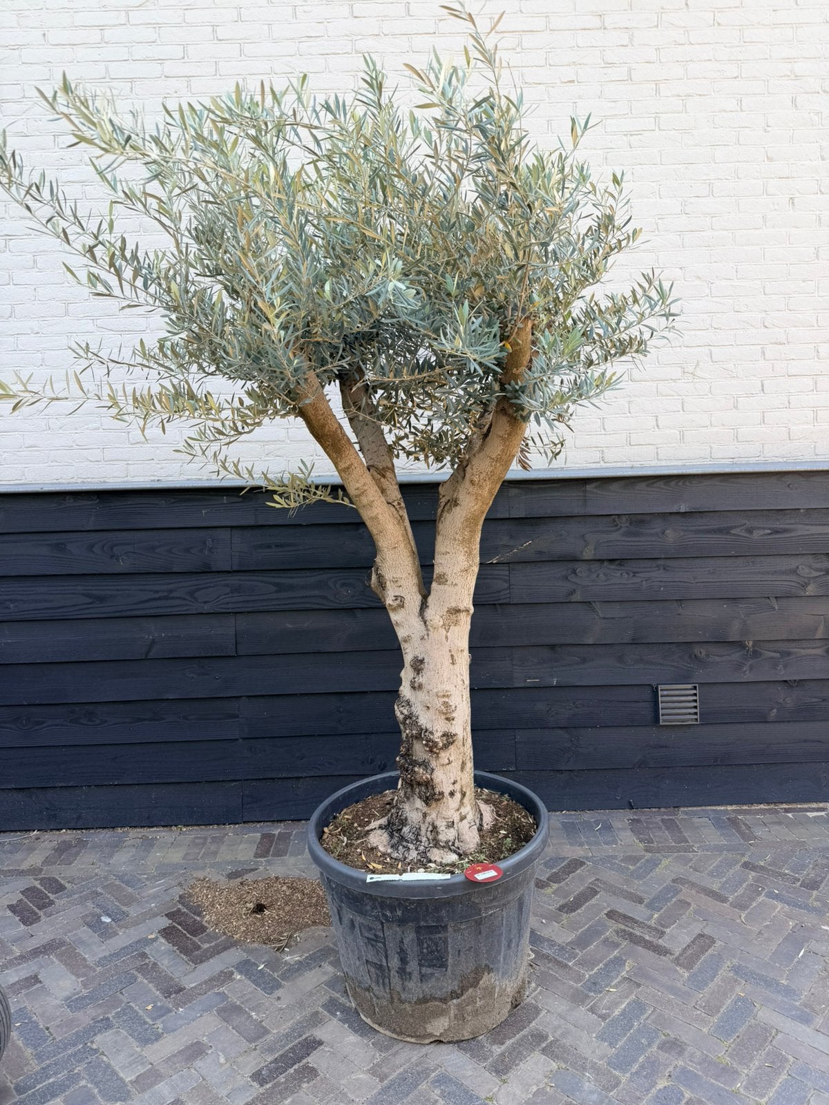 Mooie vertakte olijfboom stamomtrek 40/50 cm, Tuin en Terras, Planten | Bomen, Olijfboom, 100 tot 250 cm, Volle zon, Bloeit niet
