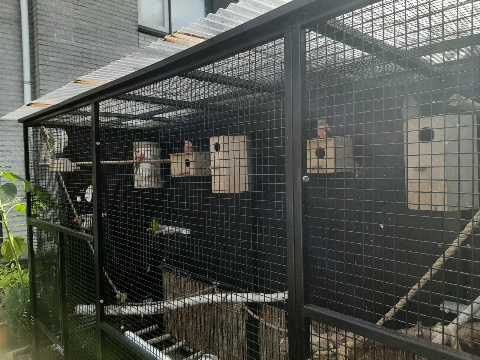 Bourke parkieten 2-2-1, Dieren en Toebehoren, Vogels | Parkieten en Papegaaien, Meerdere dieren, Parkiet