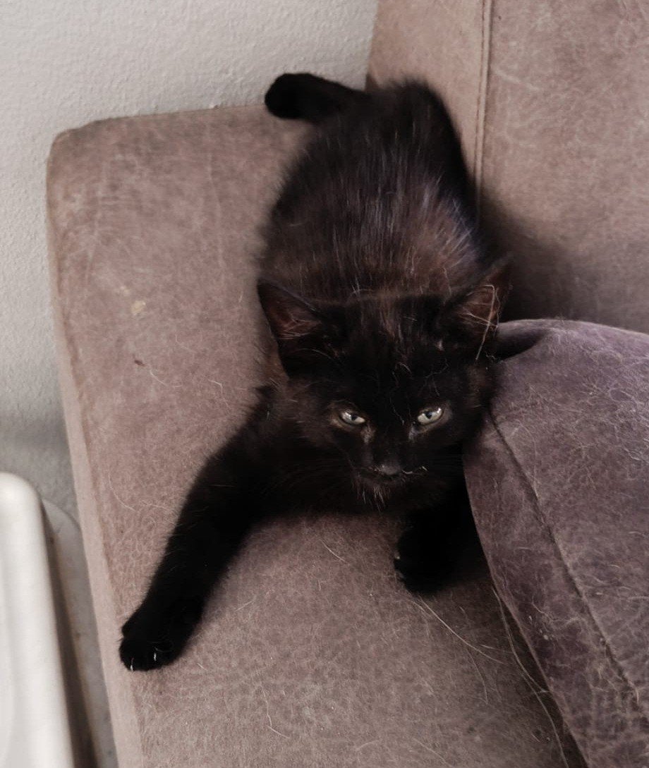 Nog 1 lief katertje zoekt een liefdevol tehuis (gechipt), Kater, Kortharig, 0 tot 2 jaar
