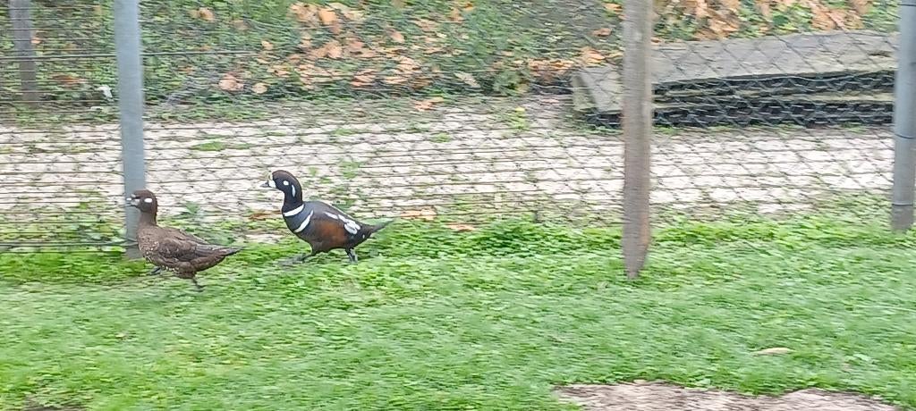 Harlekijn eenden, Meerdere dieren, Eend