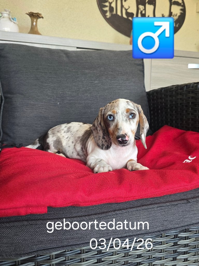 mooie korthaar teckel pups, Dieren en Toebehoren, Honden | Teckels en Dashonden, België, 8 tot 15 weken, Korthaar, Dwerg
