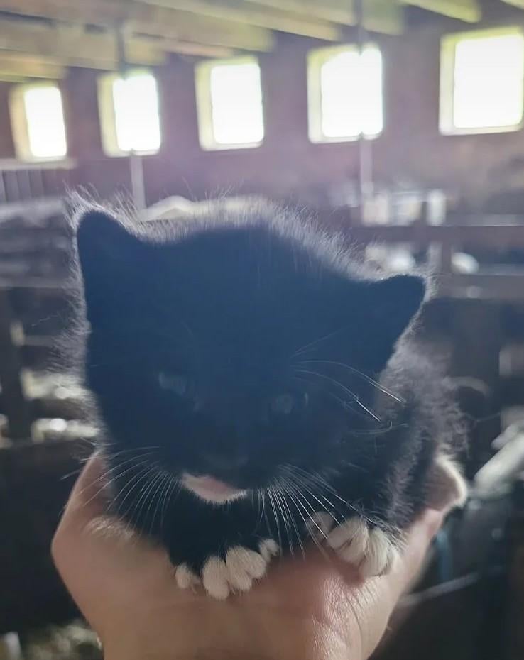 Kittens te koop, Ophalen of Verzenden