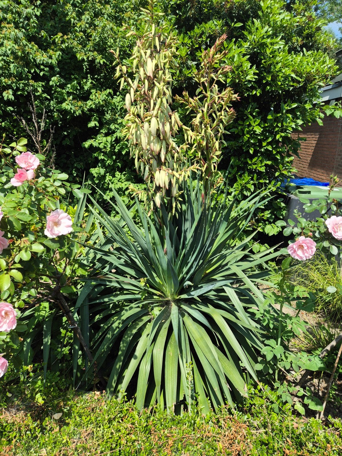 Yucca 2 stuks, Ophalen, Overige soorten, Volle zon