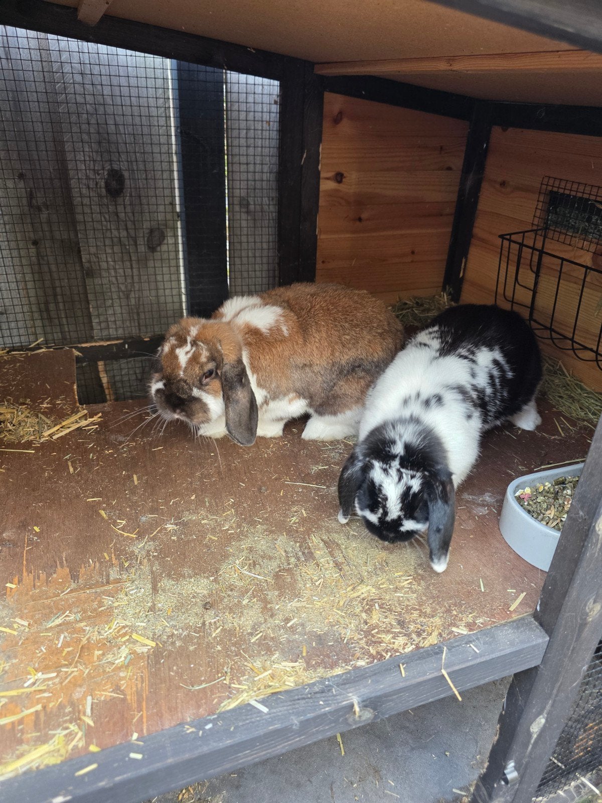 Dwerg hangoor konijnen 1,5 jaar oud, Meerdere dieren, Dwerg, Hangoor, 0 tot 2 jaar