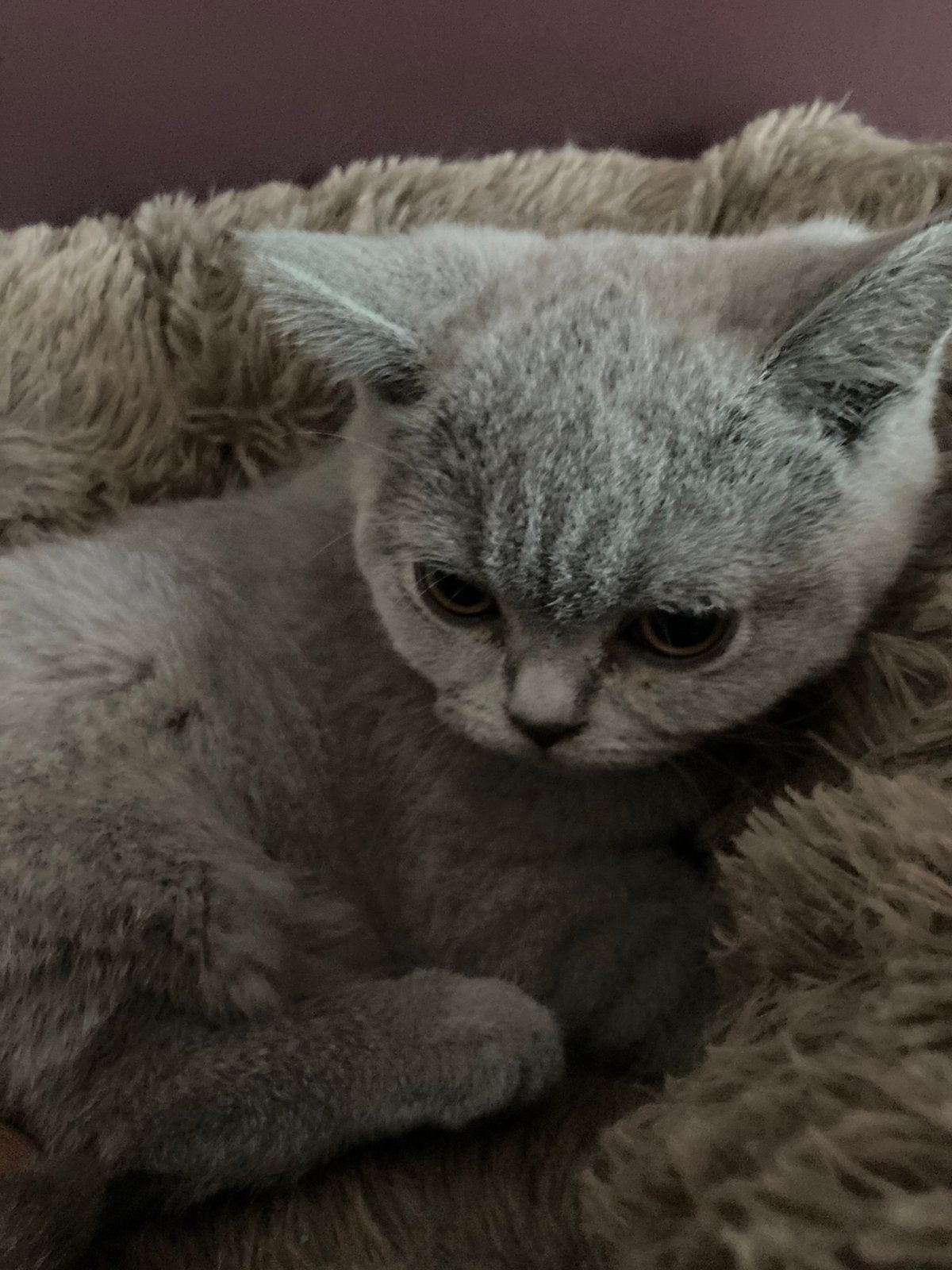 Mooie Brits Korthaar kittens. MOGEN MEE!, Meerdere dieren, Ontwormd, 0 tot 2 jaar
