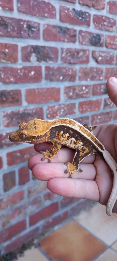 Tricolor Emptyback wimpergekko vrouw, Dieren en Toebehoren, Reptielen en Amfibieën, Hagedis, Tam, 0 tot 2 jaar