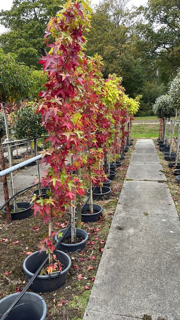 Amberboom liqidambar, Ophalen, Volle zon, Overige soorten