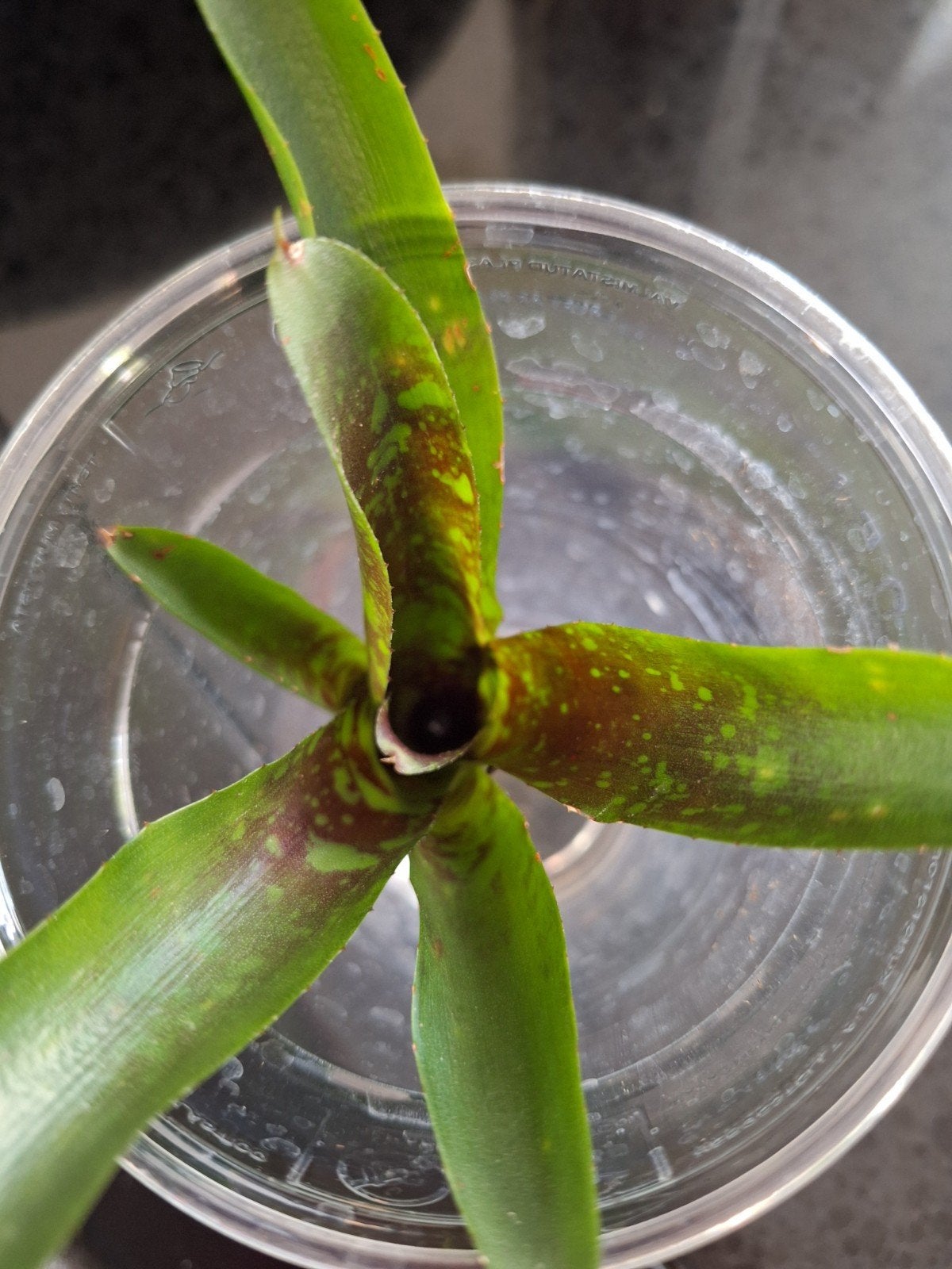 bromelia voor terrarium, Ophalen of Verzenden, Halfschaduw, Minder dan 100 cm