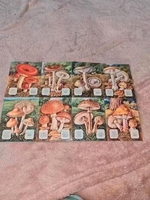 vel oud poëzie plaatjes MLP nr 1436 paddestoelen vel nr 8, Verzamelen, Ophalen of Verzenden