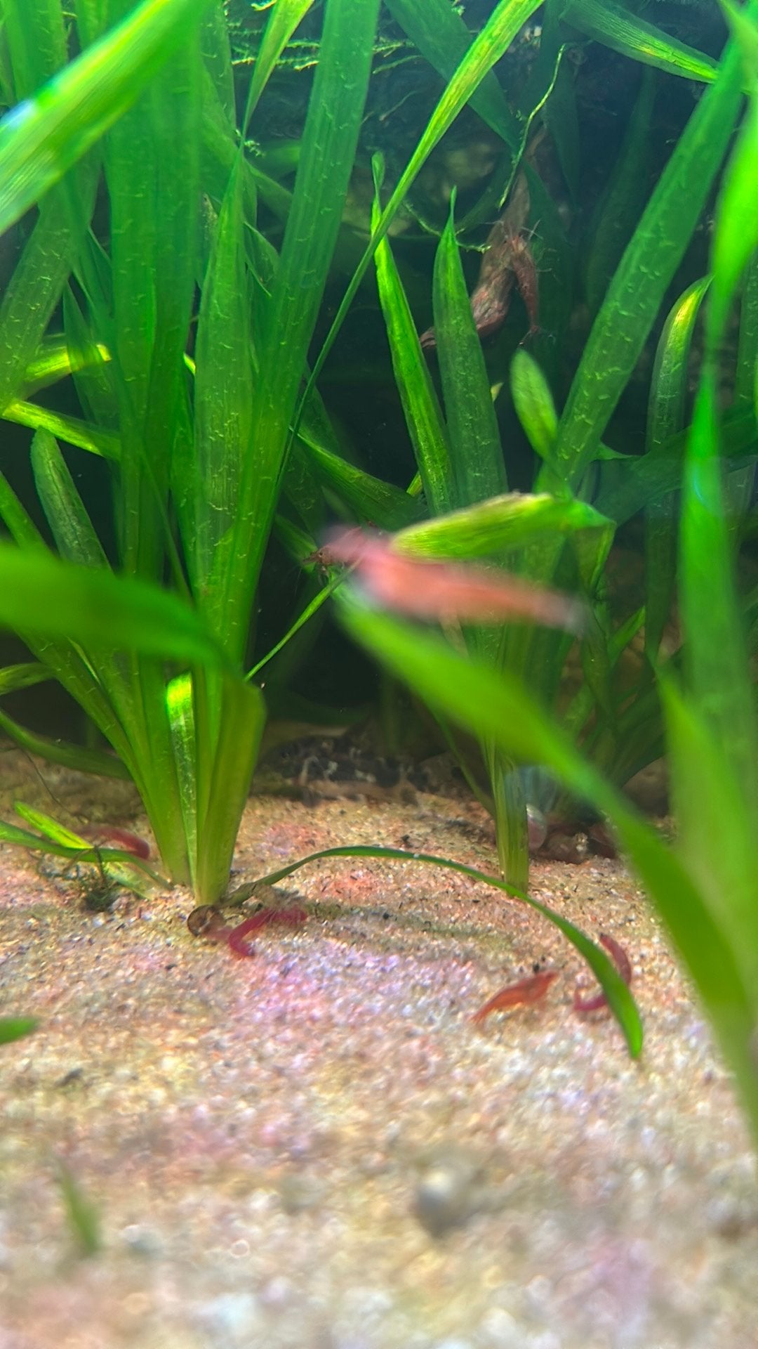 2 x Corydoras Aeneus, Dieren en Toebehoren, Vis