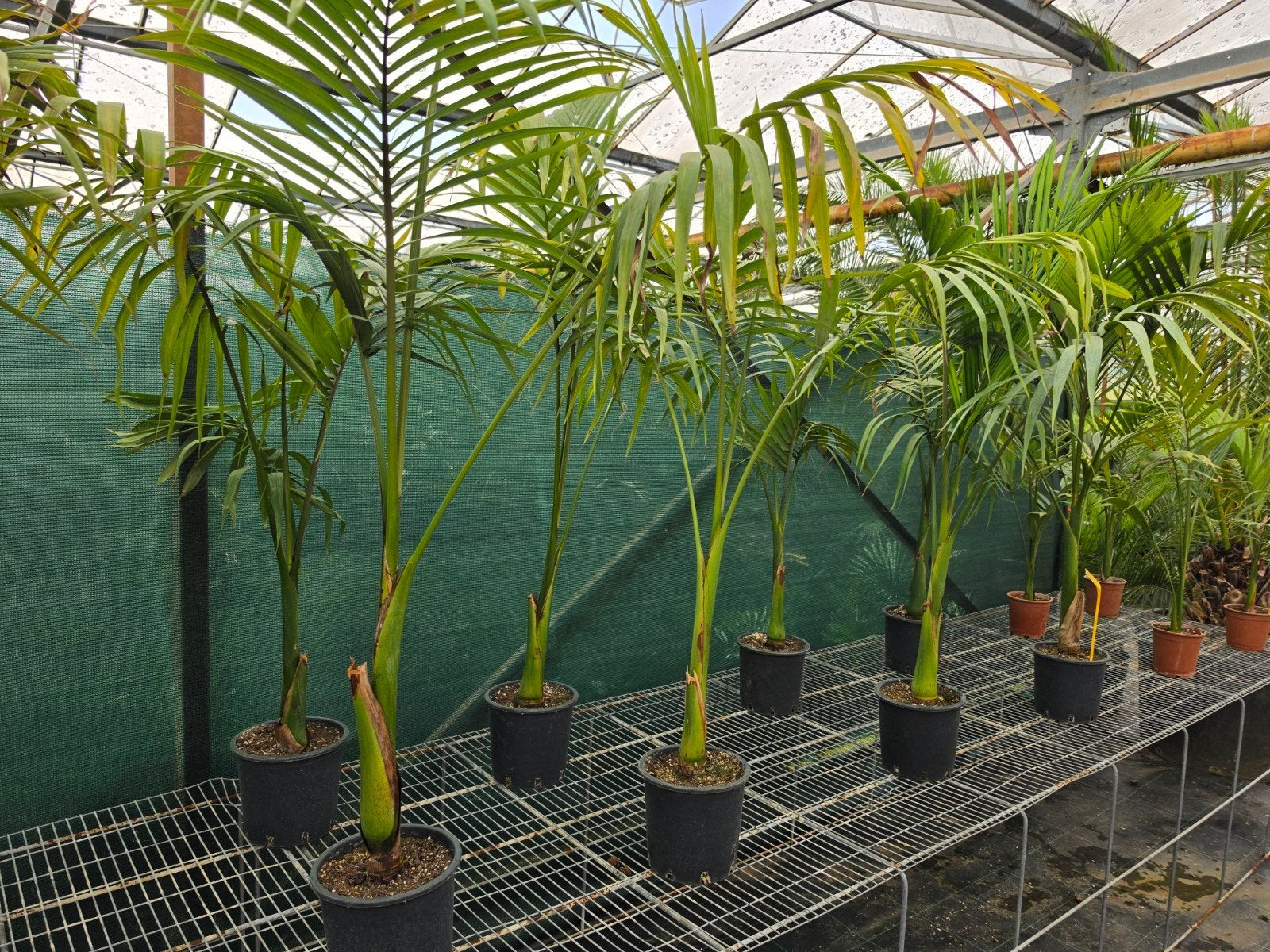 Archontophoenix alexandrae palmboom, Ophalen, Overige soorten, Volle zon