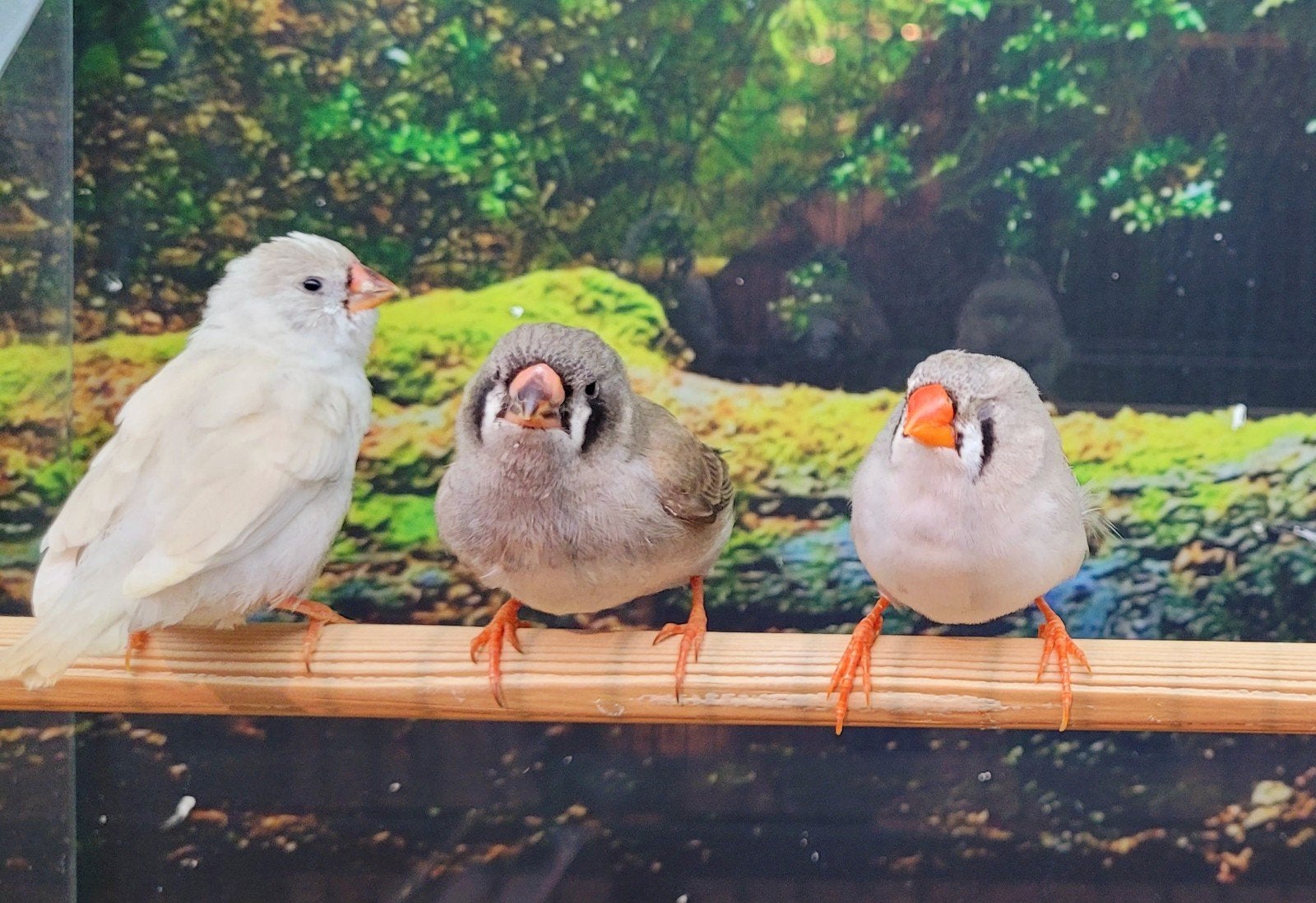 Zebravinken in diverse kleuren en leeftijden., Dieren en Toebehoren, Vogels | Overige Vogels, Meerdere dieren