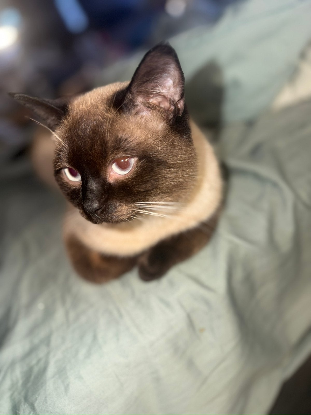 Kater te koop, 0 tot 2 jaar