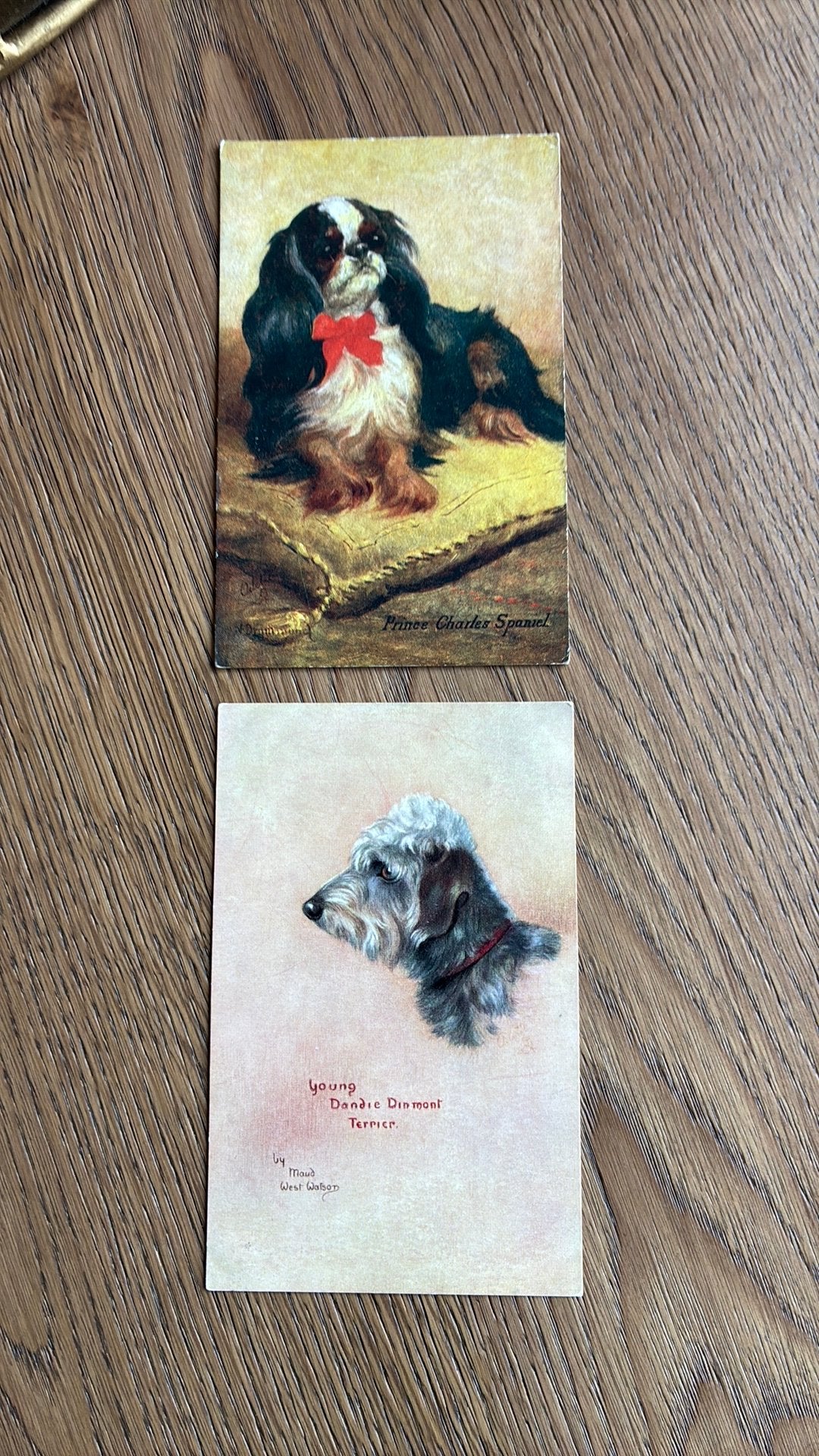 Honden. Spaniel en Terrier, Ophalen of Verzenden, Ongelopen