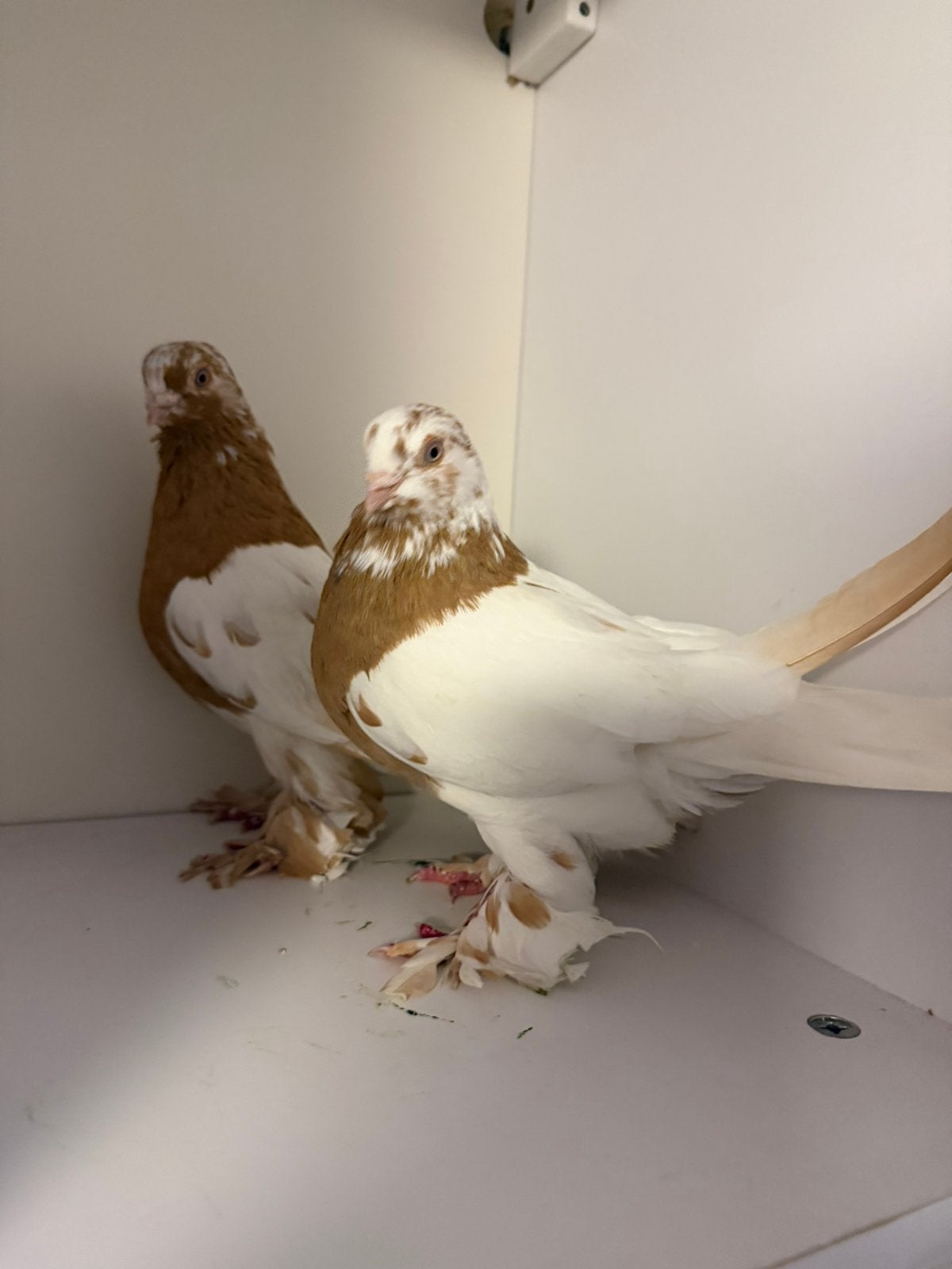 Uzbekische sierduiven, Meerdere dieren