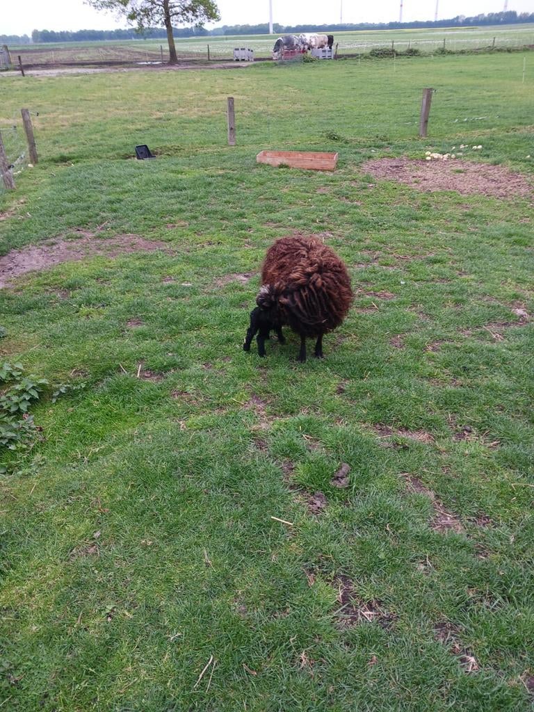 mooi schaap met ooi lam te koop, Vrouwelijk, Schaap