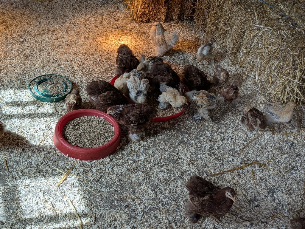 Kuikens, Dieren en Toebehoren, Pluimvee, Meerdere dieren, Kip