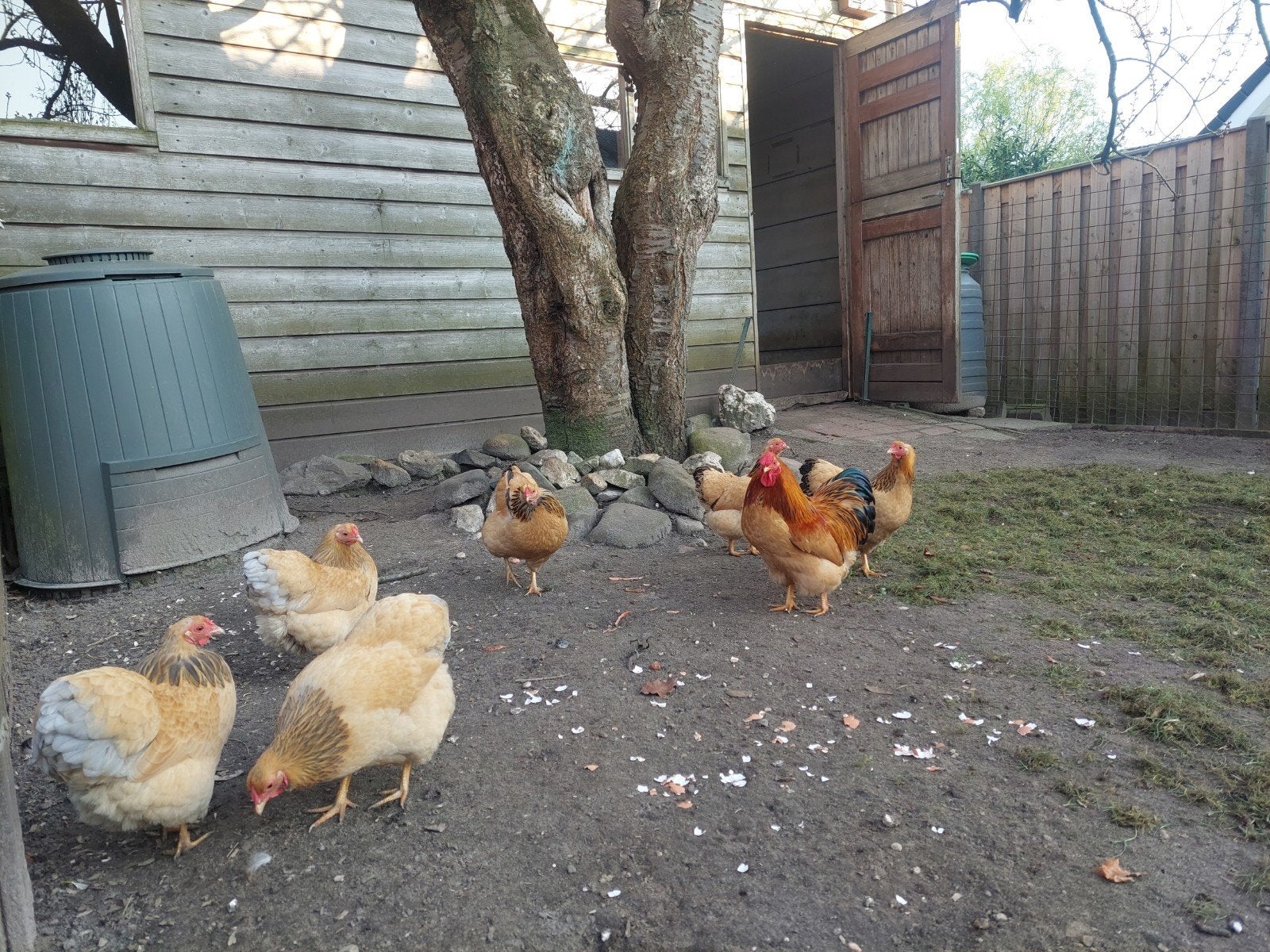 Broedeieren van de Wyandotte kriel, Dieren en Toebehoren, Pluimvee, Geslacht onbekend, Kip