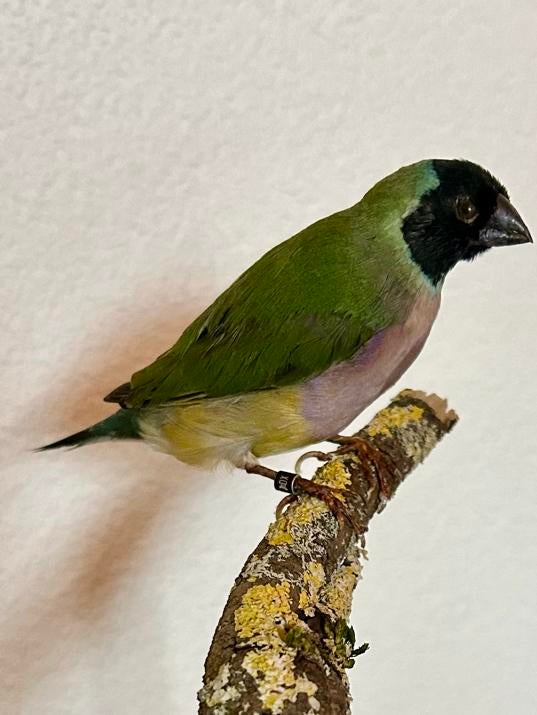 Gouldamadine, Dieren en Toebehoren, Vogels | Overige Vogels, Tropenvogel, Mannelijk, Geringd
