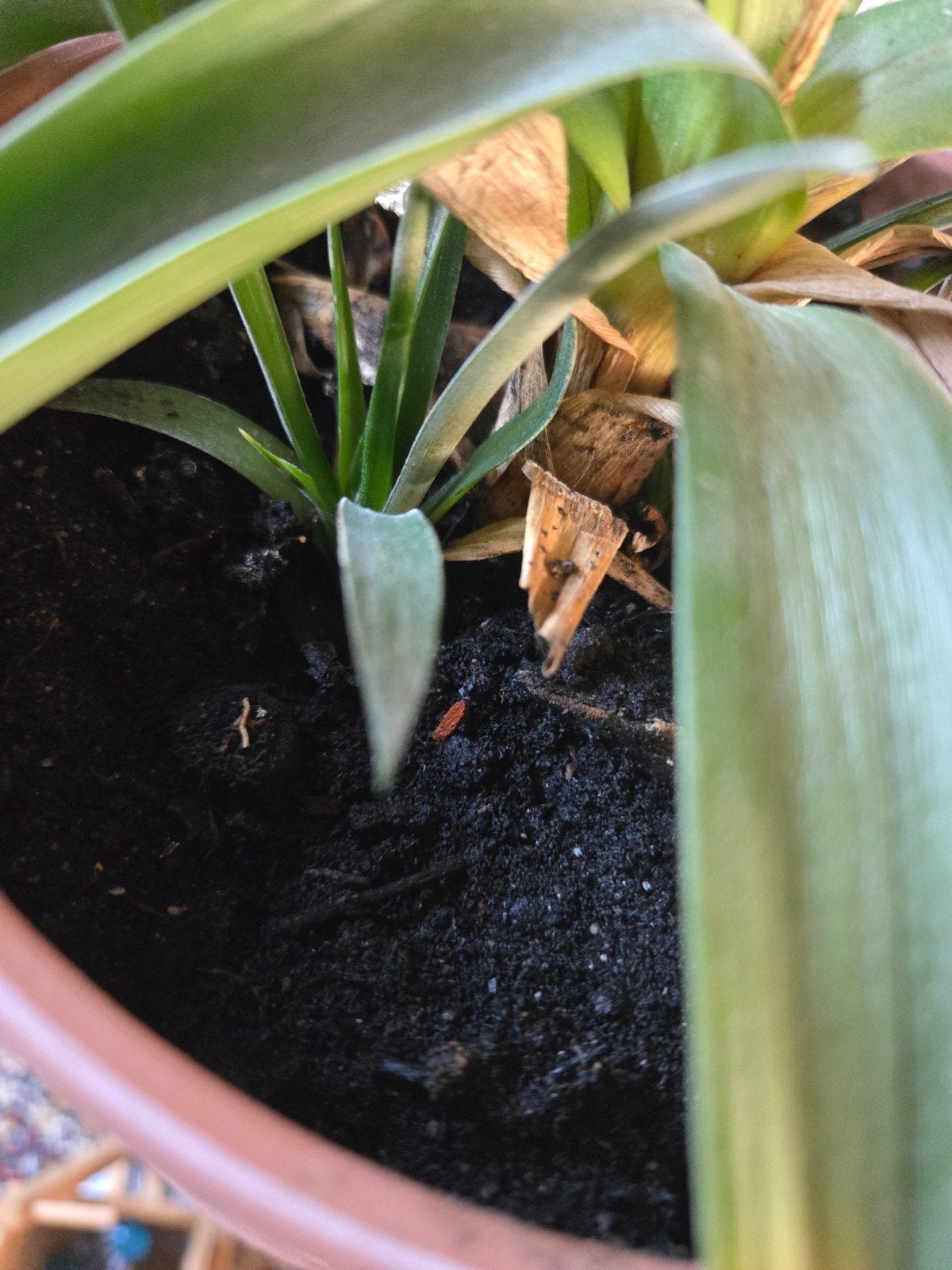 Ananasplant met stekjes in pot, Volle zon, Vaste plant, Ophalen of Verzenden, Bloeit niet