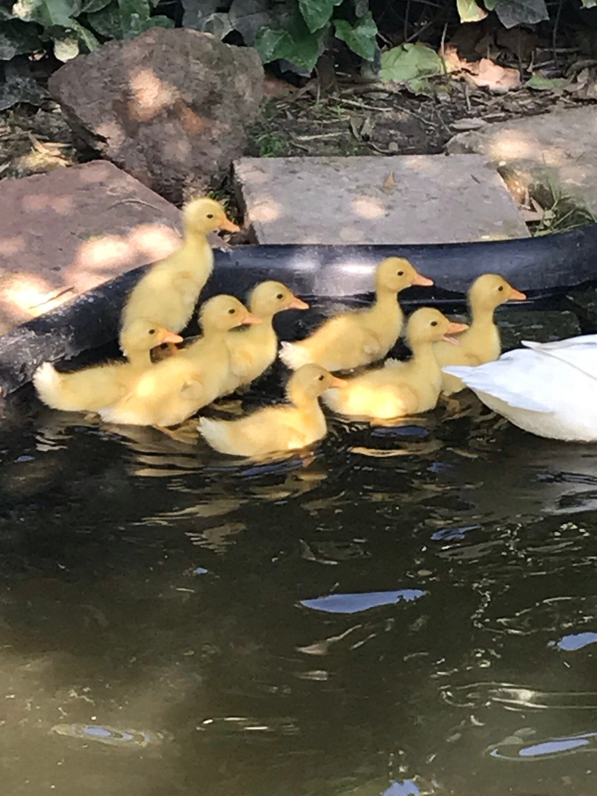 13 indische loopeend kuikentjes, Geslacht onbekend, Eend