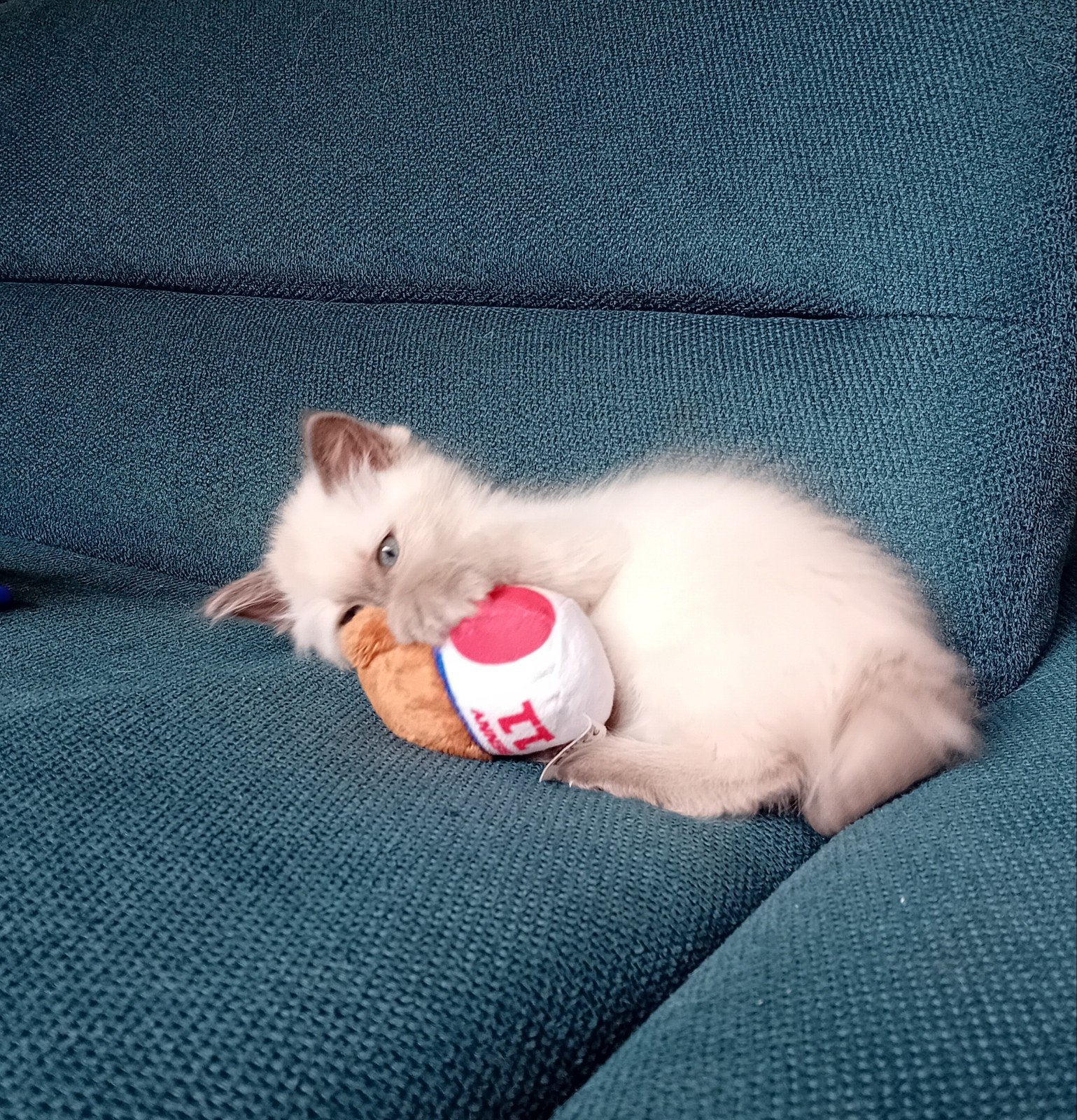 Lieve 100% Ragdoll poeskittens, Dieren en Toebehoren, Kater, Met stamboom