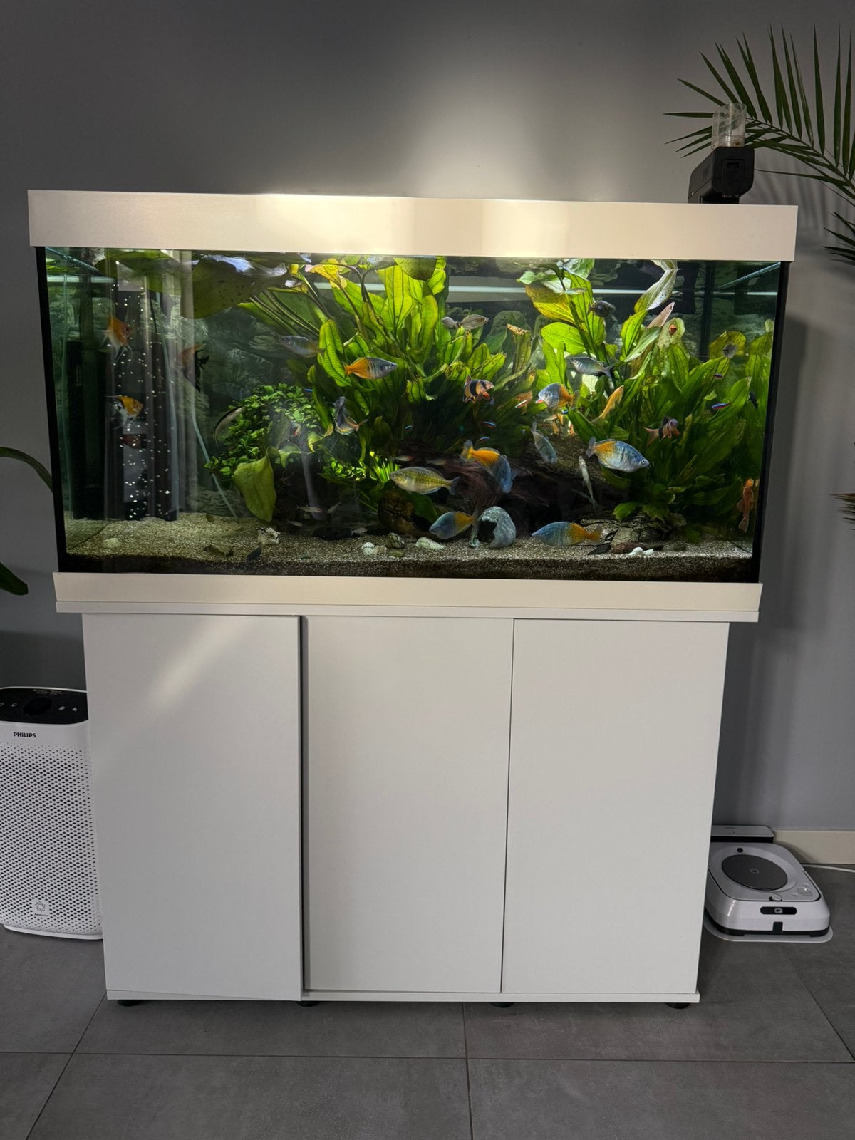 Compleet aquarium 360L met vissen, planten, kastentoebehoren, Dieren en Toebehoren, Ophalen, Zo goed als nieuw, Gevuld zoetwateraquarium