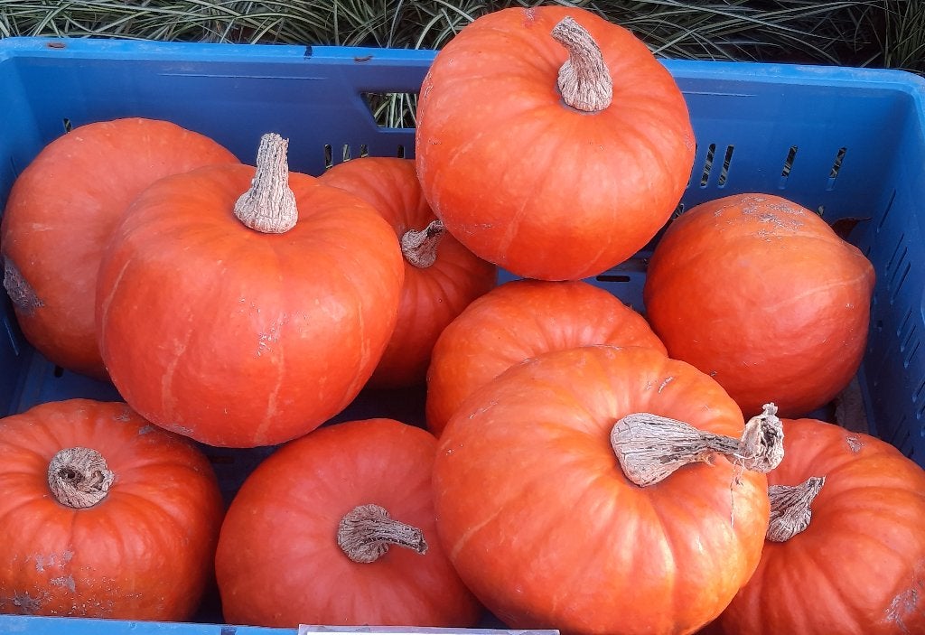 Pompoenen Halloween of hakkaido, Ophalen, Nieuw