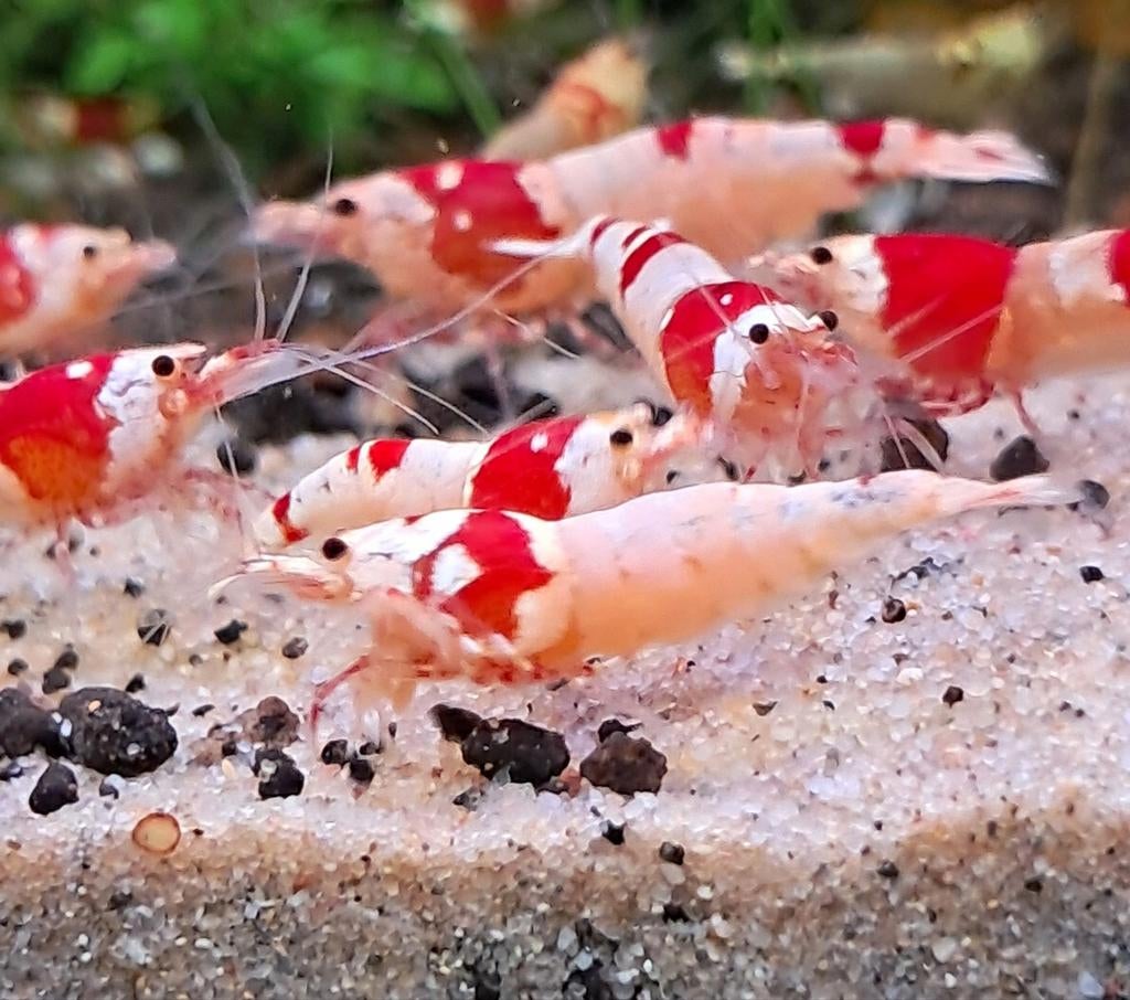 Crystalred garnalen (shrimps) aquascape, Kreeft, Krab of Garnaal