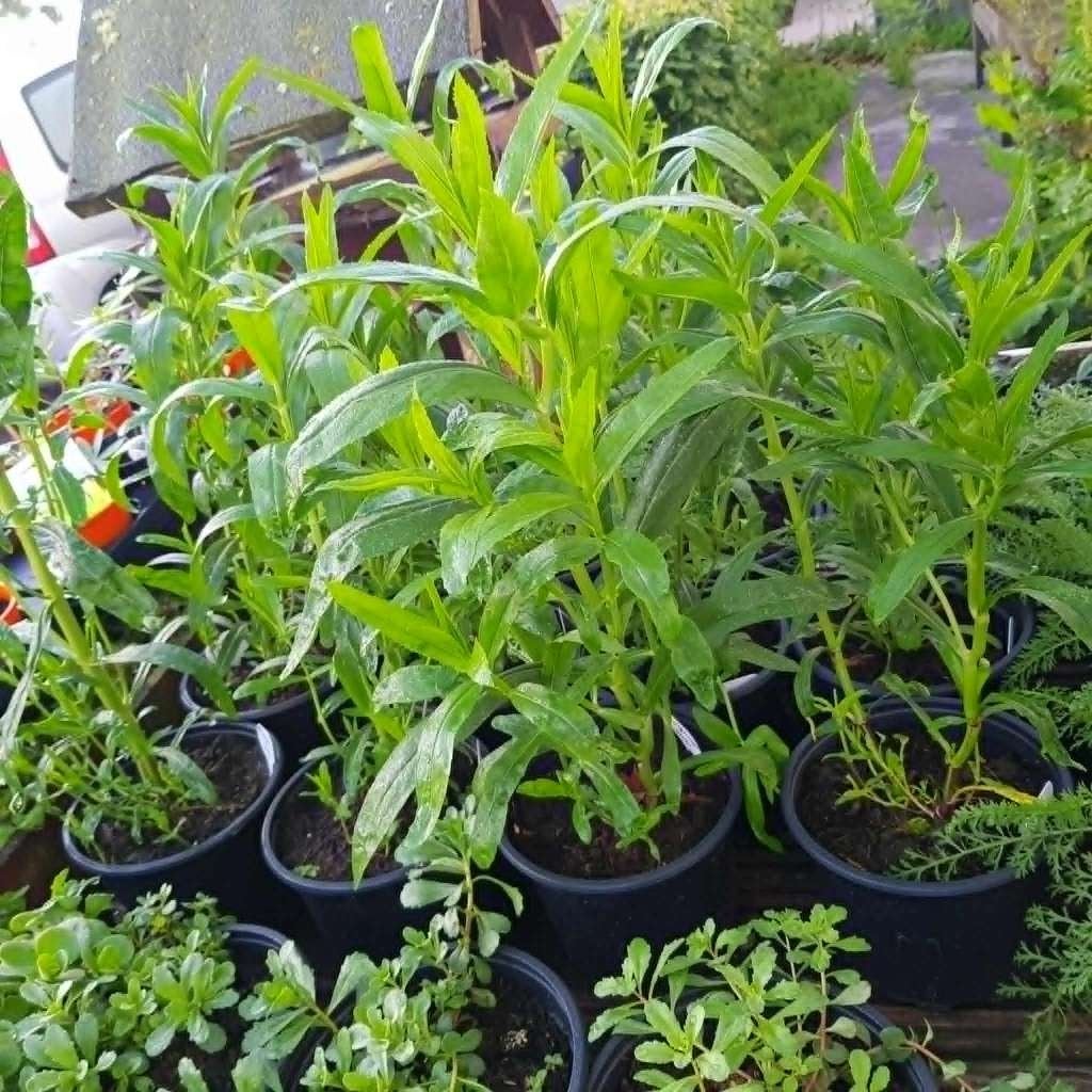 Kraampje in de voor tuin met diverse Vaste Tuinplanten, Volle zon, Vaste plant, Zomer, Ophalen