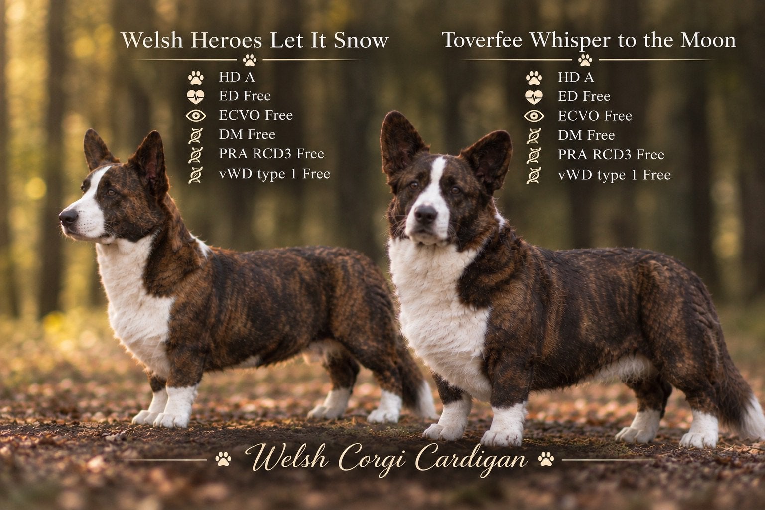 Verwacht Welsh corgi Cardigan pups, Dieren en Toebehoren, 8 tot 15 weken, Geslacht onbekend, Meerdere, Herder