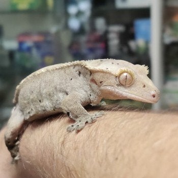 Correlophus ciliatus Crested Gecko photo 4