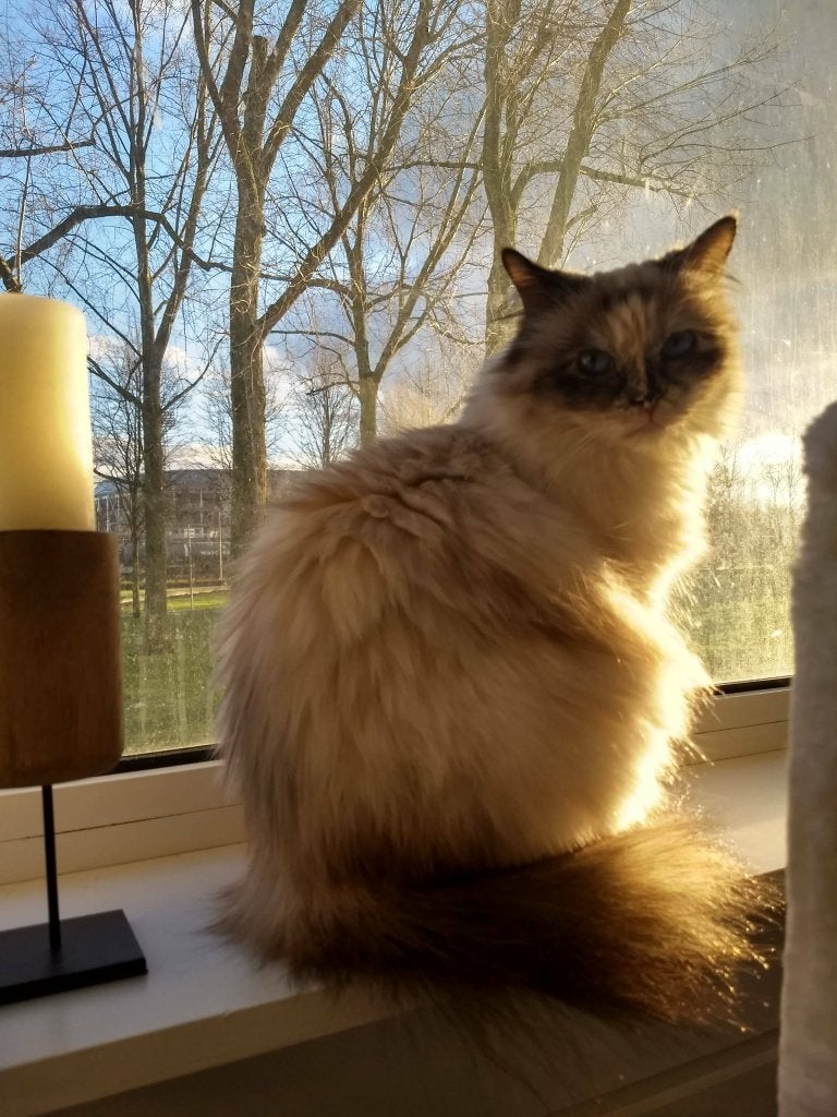 Voor poes en kater een nieuw baasje gezocht! SPOEDIG., Dieren en Toebehoren, Meerdere dieren, Met stamboom, 3 tot 5 jaar