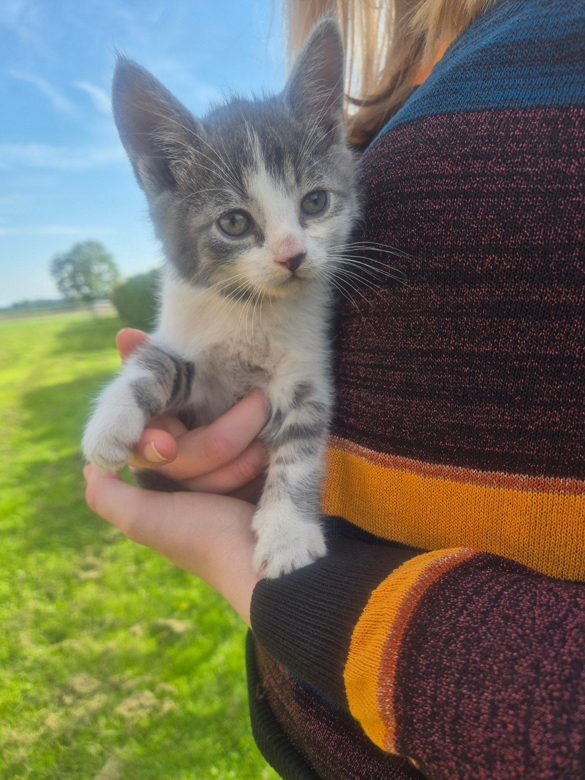Kittens, Meerdere dieren, Kortharig, 0 tot 2 jaar