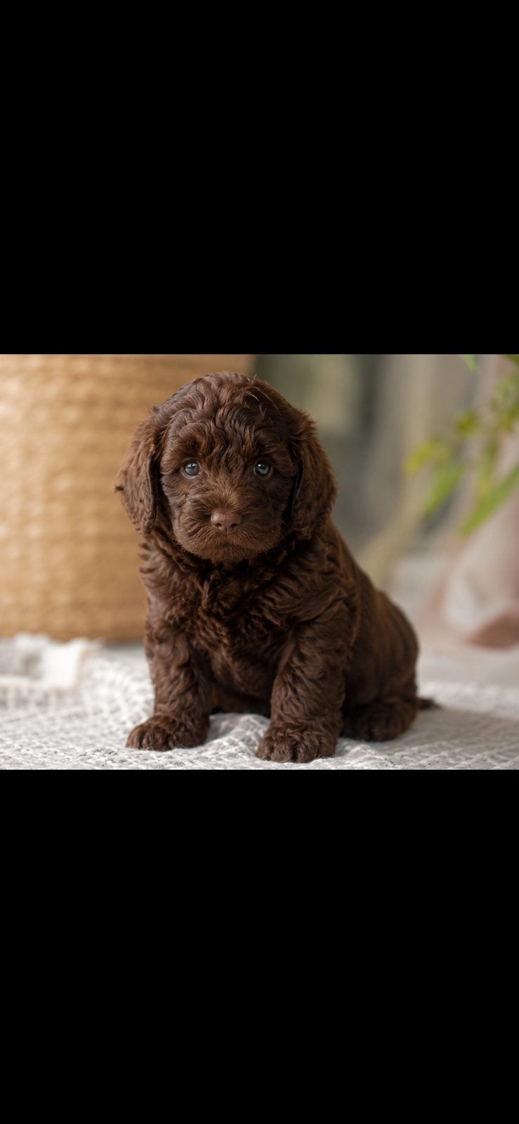 Chocolade bruine medium labradoodles met Australian bloed, Dieren en Toebehoren, Parvo, Overige rassen, 8 tot 15 weken, Meerdere