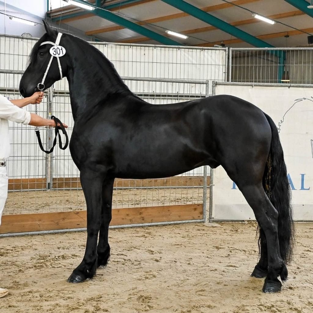 Talentvolle Friese ster ruin! (Fries), Ruin, Zadelmak, Recreatiepaard, 3 tot 6 jaar