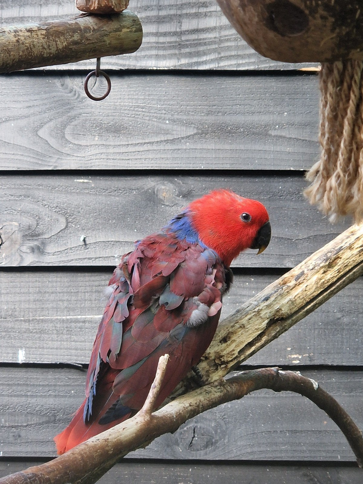 mooie edel pop, Dieren en Toebehoren, Vogels | Parkieten en Papegaaien, Vrouwelijk, Papegaai