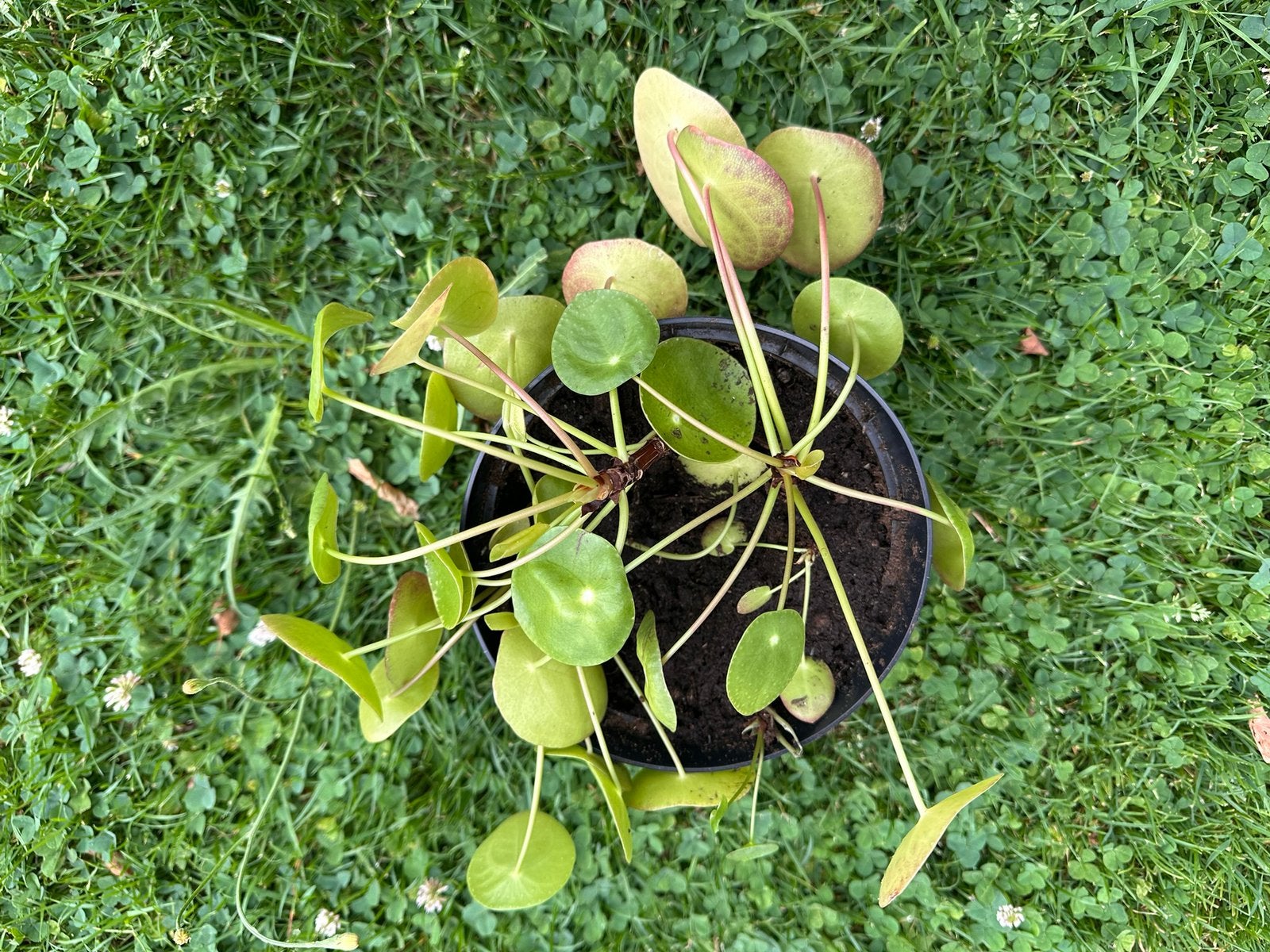 Stekjes pannekoekplant, Huis en Inrichting, Kamerplanten, Ophalen, Overige soorten, Halfschaduw, Minder dan 100 cm