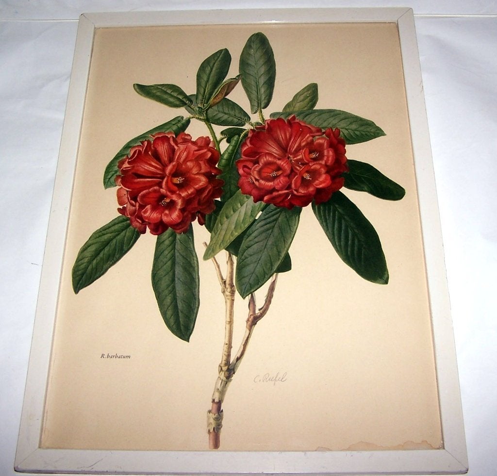 Antieke Botanische Print Rhododendron- C. Riefel. Izgs., Ophalen of Verzenden