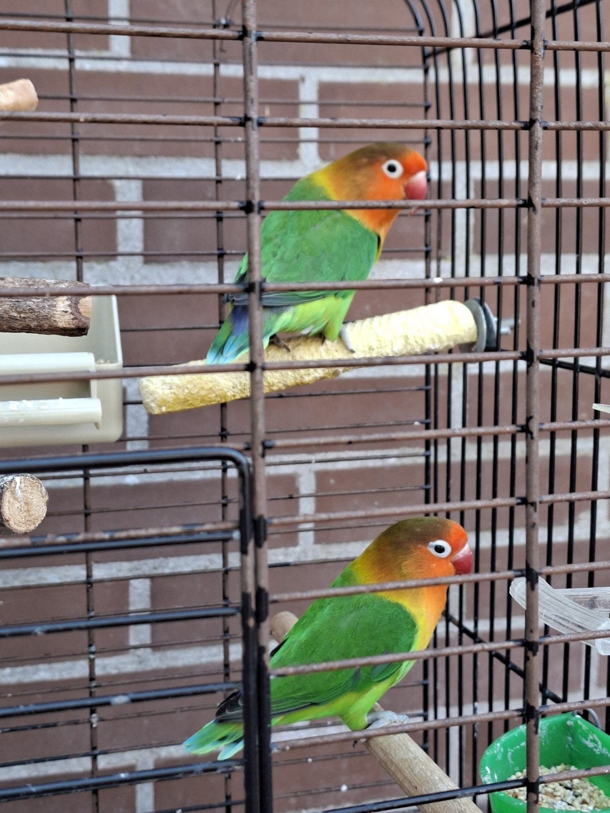 vogels, Dieren en Toebehoren, Meerdere dieren, Dwergpapegaai of Agapornis