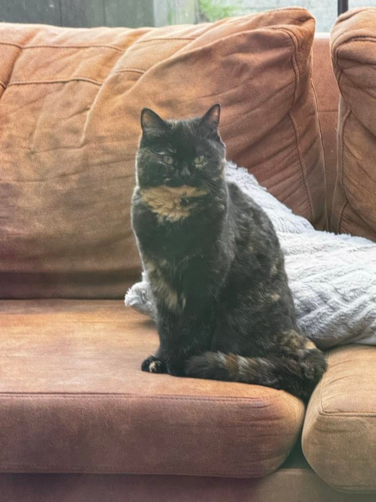 Schildpad-britskortharige kat, Dieren en Toebehoren, Katten en Kittens | Overige Katten, Kater, 0 tot 2 jaar