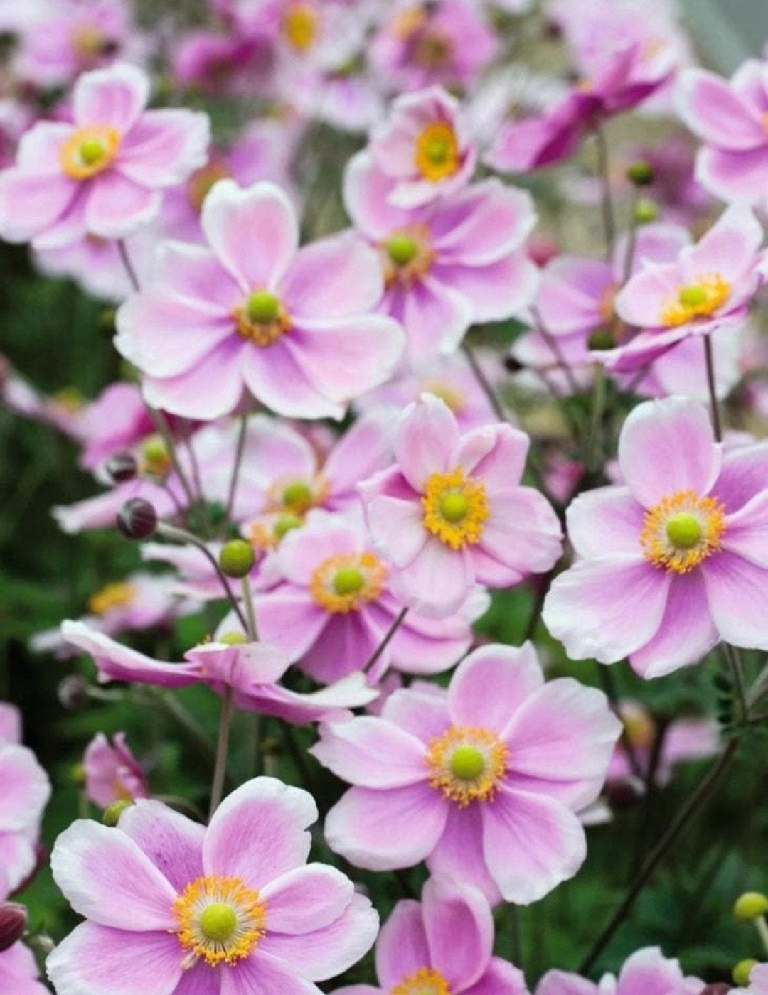 Anemone Rose Shade P9 - Prachtige Vaste Plant, Tuin en Terras, Overige soorten, Vaste plant, Ophalen of Verzenden, Halfschaduw