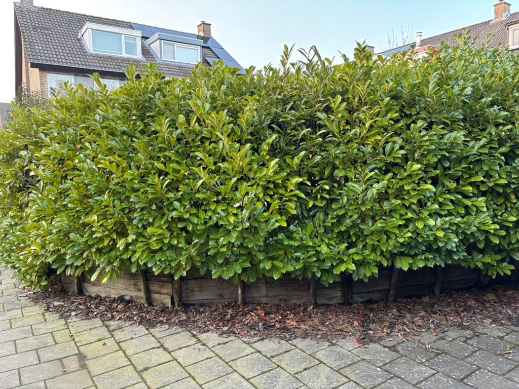 Groenblijvende Laurierhaag - Prunus laurocerasus, Tuin en Terras, Planten | Struiken en Hagen, Ophalen, Laurier, 100 tot 250 cm