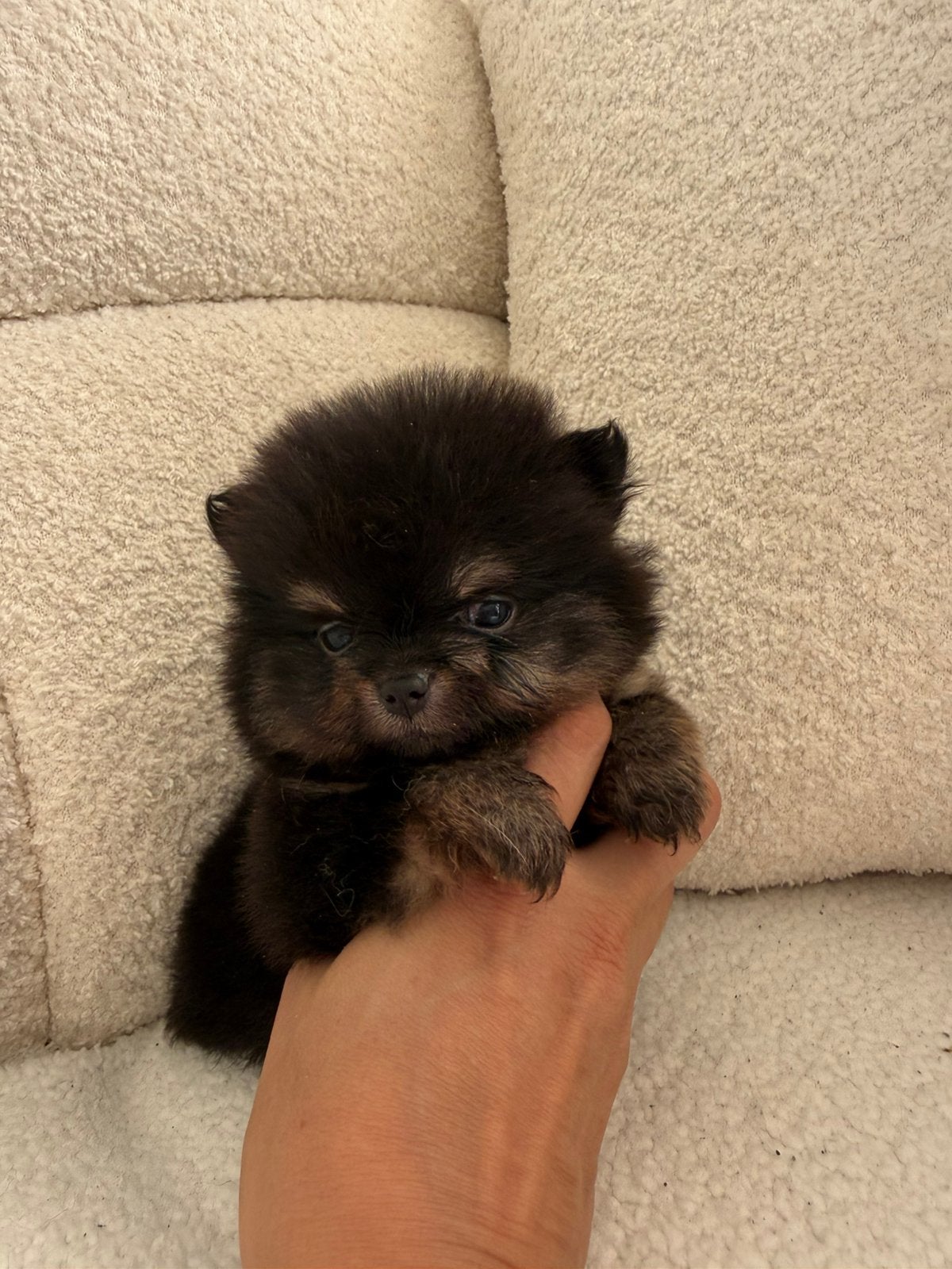 Pomeranian pups, Parvo, Overige rassen, 8 tot 15 weken, Meerdere